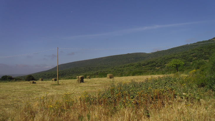 Campo di foraggio a Seneghe