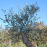 Innesto attecchito di marze di olivo su olivastro