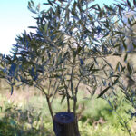 Innesto di marze di olivo su olivastro